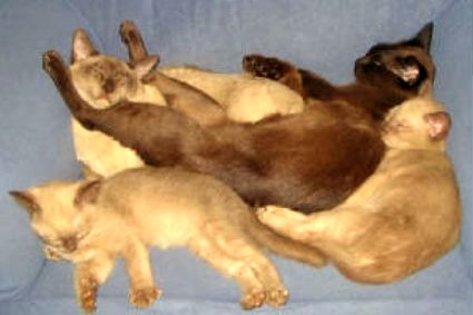 lots of cats
